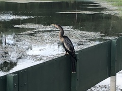 Anhinga anhinga