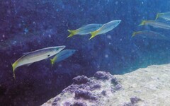 Dinolestes lewini