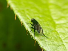 Phorinae