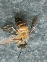 Apis cerana