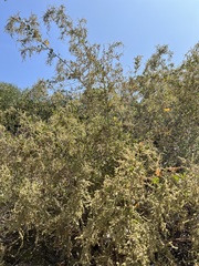 Atriplex lentiformis