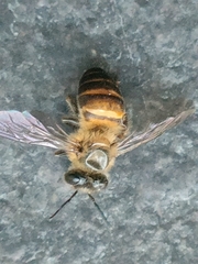 Apis cerana
