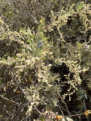 Atriplex lentiformis
