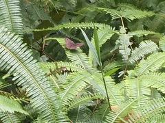 Ypthima horsfieldii humei