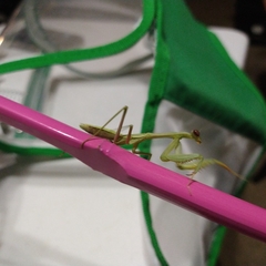 Stagmomantis limbata
