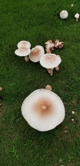 Lepiota cristata