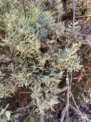 Atriplex lentiformis