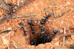 Iridomyrmex viridiaeneus