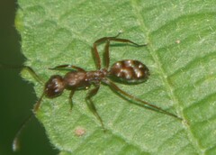 Camponotus coruscus
