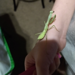 Stagmomantis limbata