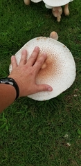 Lepiota cristata