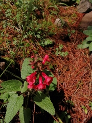 Stachys coccinea