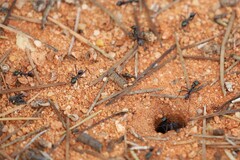 Iridomyrmex viridiaeneus