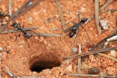 Iridomyrmex viridiaeneus