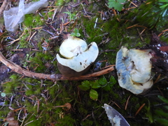 Caloboletus conifericola
