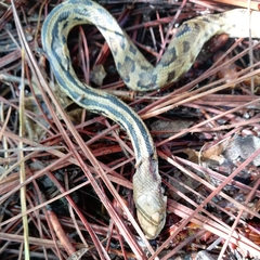 Pituophis lineaticollis