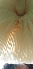 Lepiota cristata