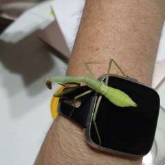Stagmomantis limbata