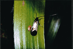 Adelidae