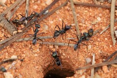 Iridomyrmex viridiaeneus