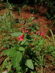 Stachys coccinea