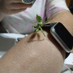 Stagmomantis limbata