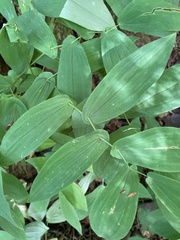 Uvularia grandiflora