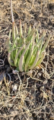 Dudleya edulis