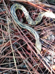 Pituophis lineaticollis