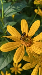 Eristalis transversa