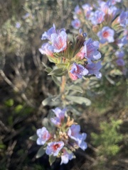 Lobostemon fruticosus