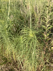 Helianthus salicifolius