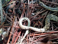 Pituophis lineaticollis