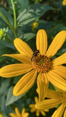Eristalis transversa