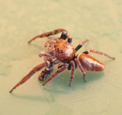 Opisthoncus nigrofemoratus