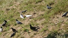 Columba livia domestica