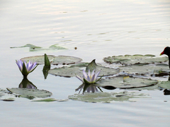 Nymphaea nouchali caerulea