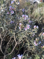 Lobostemon fruticosus