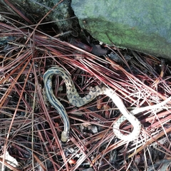 Pituophis lineaticollis
