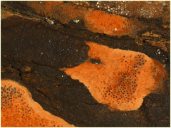 Hypoxylon rubiginosum