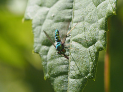 Condylostylus comatus