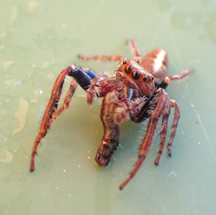 Opisthoncus nigrofemoratus