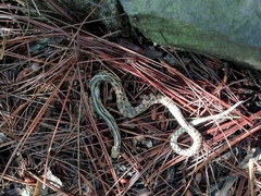 Pituophis lineaticollis