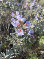 Lobostemon fruticosus