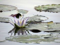 Nymphaea nouchali caerulea