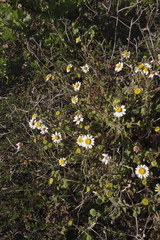 Amauria rotundifolia