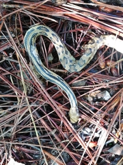 Pituophis lineaticollis