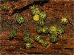 Trichoderma gelatinosum