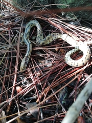 Pituophis lineaticollis