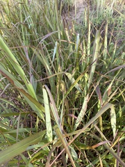 Poaceae
